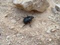 Typhaeus (Typhaeus) typhoeus