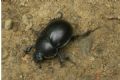 Trypocopris cfr. pyrenaeus cyanicolor