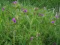 Geranium dissectum