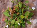 Erodium corsicum