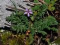 Erodium cicutarium