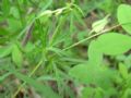 Geranium columbinum