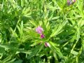 Geranium dissectum