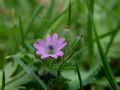 Geranium molle