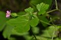 Geranium lucidum