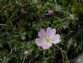 Geranium argenteum