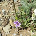 Erodium botrys