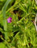 Geranium dissectum