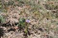 Erodium botrys