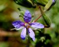 Erodium ciconium