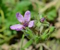 Erodium moschatum