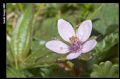 Erodium botrys