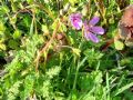 Erodium cicutarium