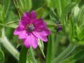 Geranium dissectum