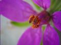 Erodium cicutarium