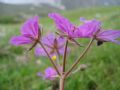 Erodium alpinum