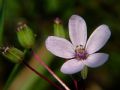 Erodium cicutarium