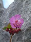 Geranium macrorrhizum