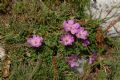 Geranium austroapenninum