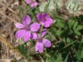 Erodium malacoides