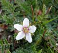 Erodium acaule