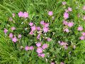 Erodium alpinum