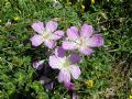 Geranium austroapenninum