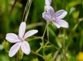 Geranium asphodeloides