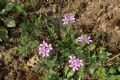 Erodium cicutarium