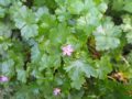 Geranium lucidum