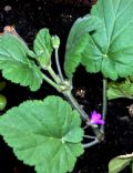 Erodium malacoides