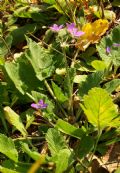 Erodium malacoides