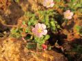 Erodium corsicum