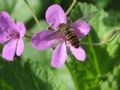 Erodium alnifolium