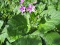 Erodium alnifolium