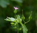 Geranium lucidum