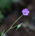 Geranium columbinum