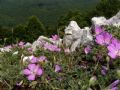 Geranium austroapenninum