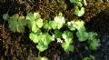 Geranium lucidum