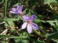 Erodium ciconium