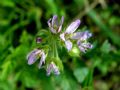Erodium moschatum (cfr.)