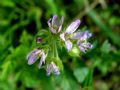 Erodium moschatum (cfr.)