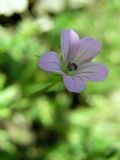 Geranium columbinum