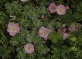 Geranium argenteum