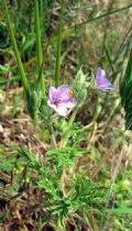 Erodium ciconium