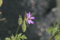 Erodium ciconium