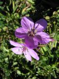 Erodium acaule