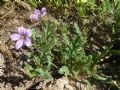 Erodium botrys