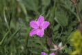 Erodium alpinum