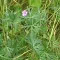 Geranium columbinum